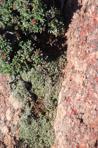 Chamaebryum pottioides