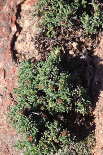 Antimima mucronata