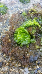 Ulva californica