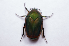 Cotinis nitida