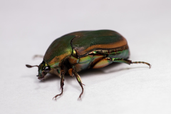 Cotinis nitida