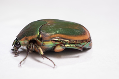 Cotinis nitida