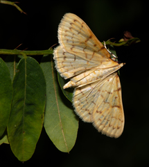 Polygrammodes flavidalis