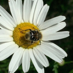 Trichiotinus assimilis