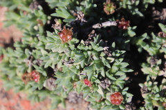 Antimima mucronata