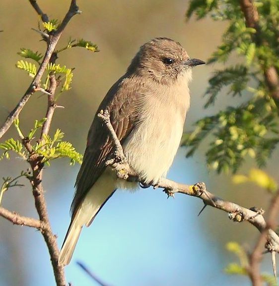 Brown-Backed Honeybird
