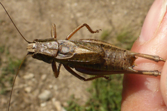 Metrioptera