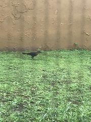 Quiscalus mexicanus