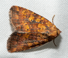 Perigea xanthioides