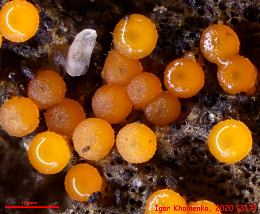 Bionectriaceae