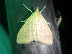 Framinghamia helvalis