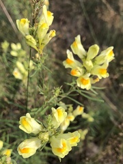 Linaria vulgaris