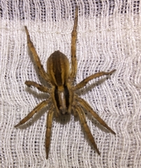 Hogna bivittata