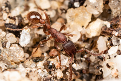 Neivamyrmex nigrescens