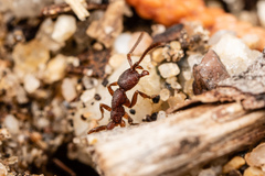 Neivamyrmex nigrescens