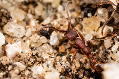 Neivamyrmex nigrescens