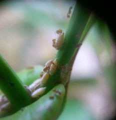 Wasmannia auropunctata