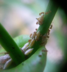 Wasmannia auropunctata