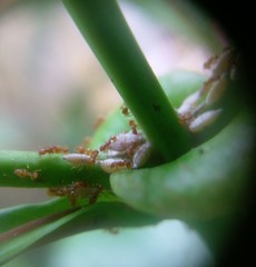 Wasmannia auropunctata