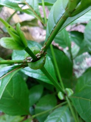 Wasmannia auropunctata