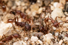 Neivamyrmex nigrescens