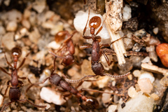 Neivamyrmex nigrescens