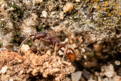 Neivamyrmex nigrescens