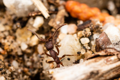 Neivamyrmex nigrescens