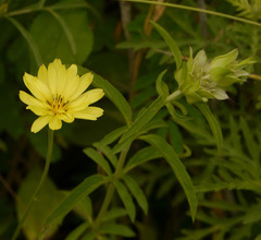 Pyrrhopappus pauciflorus