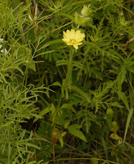 Pyrrhopappus pauciflorus