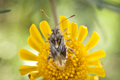 Stictopleurus scutellaris