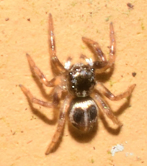 Anasaitis canosa