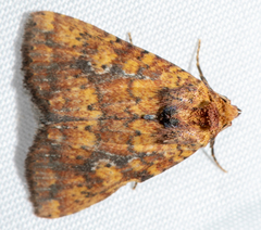Perigea xanthioides