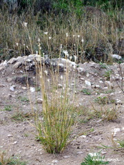 Bothriochloa springfieldii