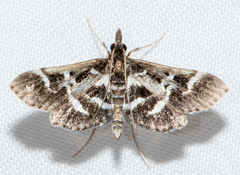 Diasemiodes janassialis