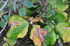 Trillium albidum parviflorum