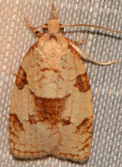 Cenopis saracana