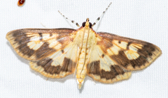 Polygrammodes langdonalis