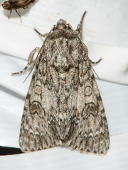 Acronicta rubricoma