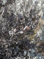 Castilleja hololeuca