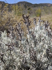 Castilleja hololeuca