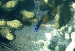 Chrysiptera unimaculata