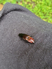 Parallelostethus attenuatus