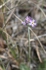 Primula incana