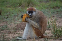Patas Monkey photo 5