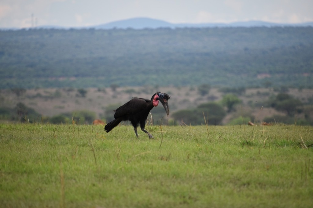 Northern Ground-hornbill