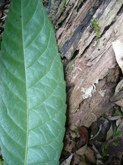Grossera vignei