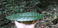 Grossera vignei