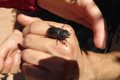 Lucanus barbarossa