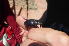 Lucanus barbarossa